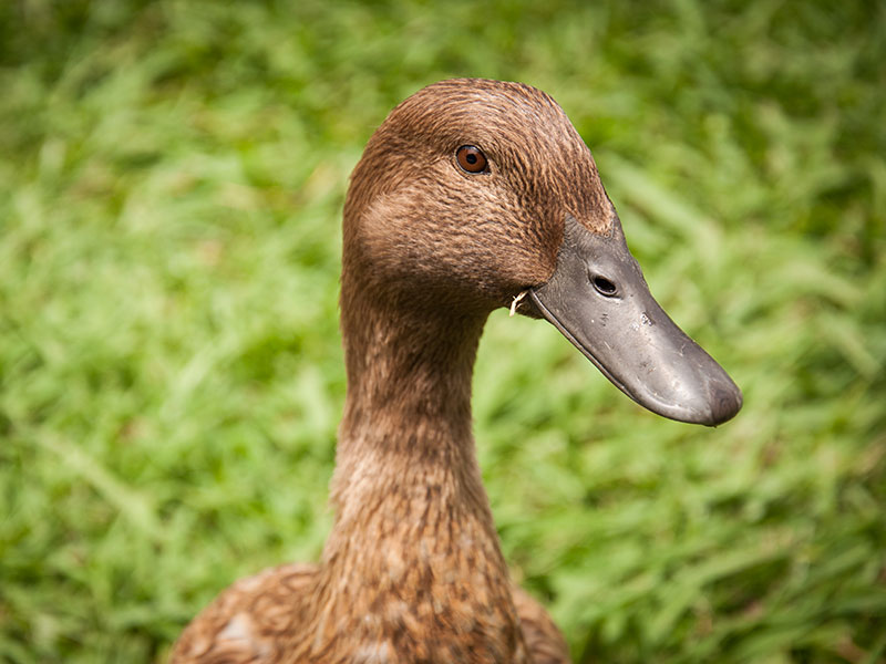 Mill Creek crafty looking duck